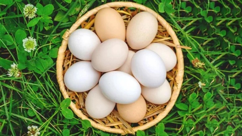 World Egg Day is being celebrated across the country with various events